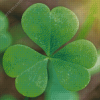 Shamrocks Plant Diamond Painting