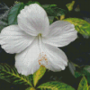 White Hibiscus Flower Plant Diamond Painting