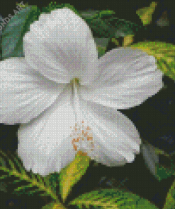 White Hibiscus Flower Plant Diamond Painting