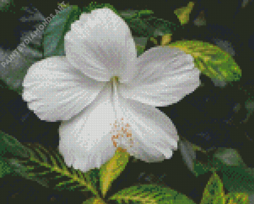 White Hibiscus Flower Plant Diamond Painting