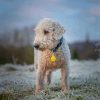 Adorable Bedlington Terrier Diamond Painting
