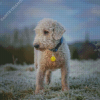 Adorable Bedlington Terrier Diamond Painting