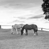 Black And White Ranch And Horses Diamond Painting