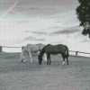 Black And White Ranch And Horses Diamond Painting