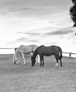 Black And White Ranch And Horses Diamond Painting