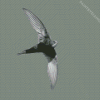 Black And White Swift Bird Diamond Painting