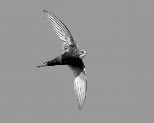 Black And White Swift Bird Diamond Painting