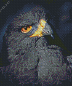 Black Eagle Bird Diamond Painting