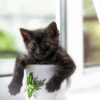 Black Kitten In Cup Diamond Painting
