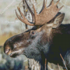 Bull Moose Head Diamond Painting