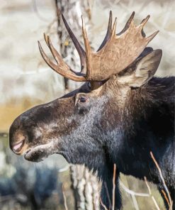 Bull Moose Head Diamond Painting