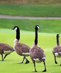 Canadian Geese In The Garden Diamond Painting