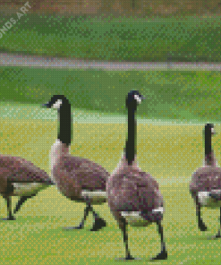 Canadian Geese In The Garden Diamond Painting