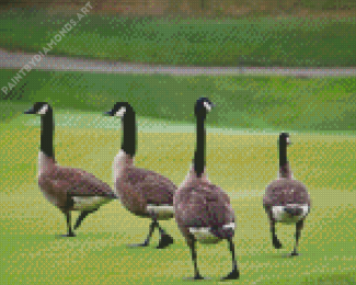 Canadian Geese In The Garden Diamond Painting
