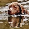 Chocolate Labrador Dog Swimming Diamond Painting