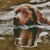 Chocolate Labrador Dog Swimming Diamond Painting