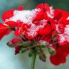 Red Spring Dlower In Snow Diamond Painting
