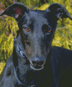 Black Greyhound Diamond Painting