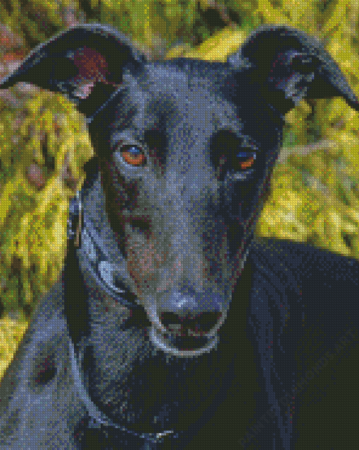 Black Greyhound Diamond Painting