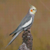 Cockatiel Parrot Bird Diamond Painting