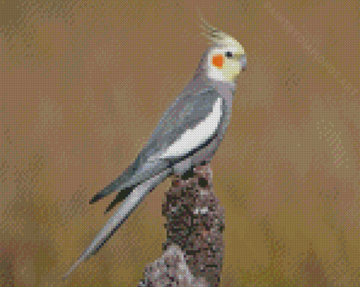 Cockatiel Parrot Bird Diamond Painting