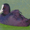 Coots In Green Water Diamond Painting