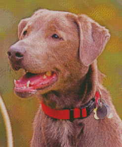 Brown Blue Lacy Dog Diamond Painting
