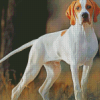 White Pointing Dog Diamond Painting