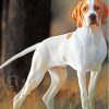 White Pointing Dog Diamond Painting