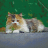 Young Persian Cat Diamond Painting