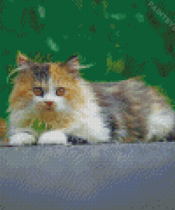 Young Persian Cat Diamond Painting