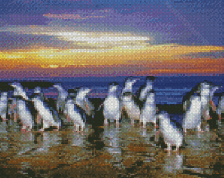 Australia Phillip Island Penguins Diamond Painting