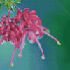 Closed Grevillea Diamond Painting