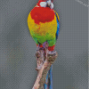 Eastern Rosella Parrot Diamond Painting