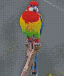 Eastern Rosella Parrot Diamond Painting