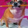 The Chihuahua With Glasses Diamond Painting