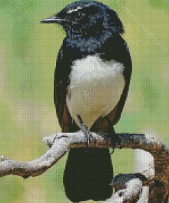 Willy Wagtail Art Diamond Painting