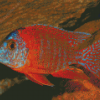 Cichlid Diamond Painting