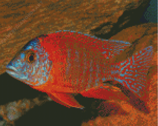 Cichlid Diamond Painting