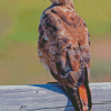 Cool Red Tailed Hawk Diamond Painting