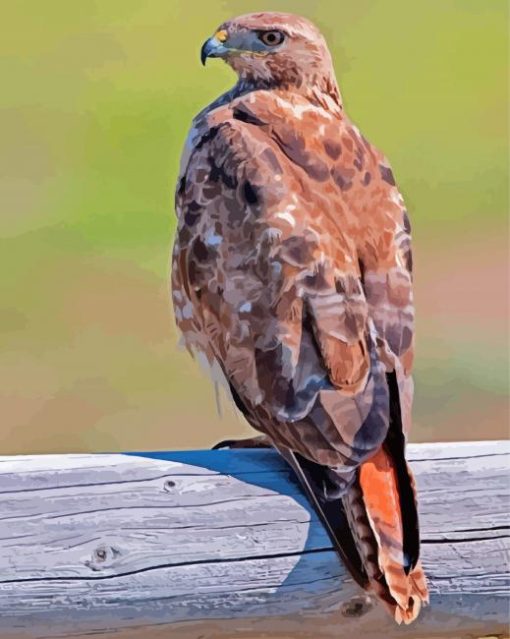 Cool Red Tailed Hawk Diamond Painting