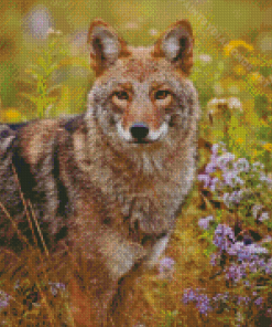 Coyote Animal Diamond Painting
