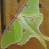 Lunar Moth Diamond Painting
