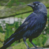 Western Jackdaw Diamond Painting