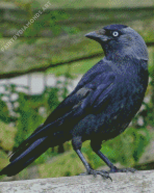 Western Jackdaw Diamond Painting