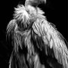 Black And White Himalayan Vulture Diamond Painting