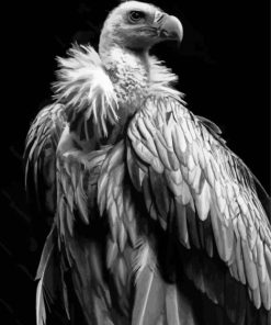 Black And White Himalayan Vulture Diamond Painting
