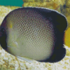 Cream Angelfish In The Bottom Of The Sea Diamond Painting