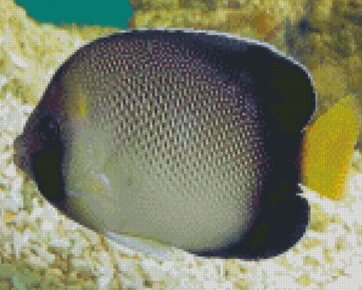 Cream Angelfish In The Bottom Of The Sea Diamond Painting