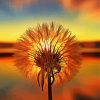 Dandelions At Sunset For Diamond painting